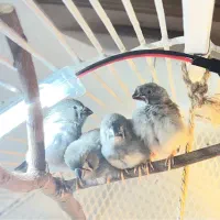 جوجه فنچ زبرا