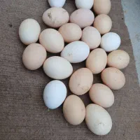 تخم مرغ محلی