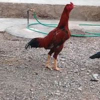 مرغ خروس