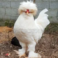 مرغ و خروس سلطان عثمانی وارداتی