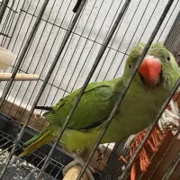 طوطی ملنگو|پرنده|بهبهان, |دیوار