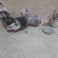 مرغ خروس جوجه ژاپنیز جاپنیز مینیاتوری|حیوانات مزرعه|مشهد, کوی سیدی|دیوار