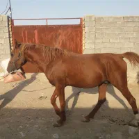 اسب