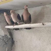 ارشینگل|پرنده|لنجان, |دیوار