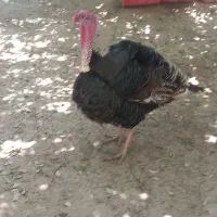 بوقلمون نر یه ساله