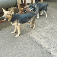 سگ ژرمن شپرد ورک لاین ماده 6 ماهه