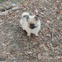 واگذاری سگ پامر