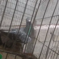 ی جف نامور|پرنده|همدان, |دیوار