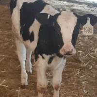 گوساله شیر خور|حیوانات مزرعه|بشاریات, |دیوار