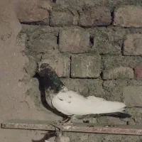 دو عدد کبوتر|پرنده|مهاجران, |دیوار