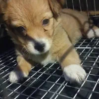 صگ اشپیتز دو ماهه