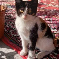 واگذاری گربه