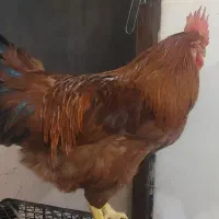 خروس جوان، سرحال و کاملا سالم