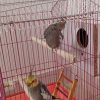 یک جفت عروس هلندی|پرنده|آباده, |دیوار