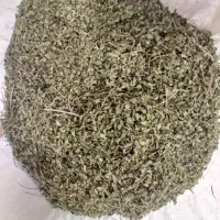 فروش آویشن