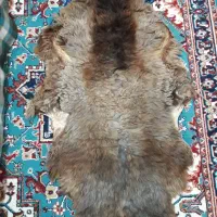 پوست گوسفند خشک شده