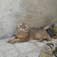گربه اسکاتیش گلد نر و ماده