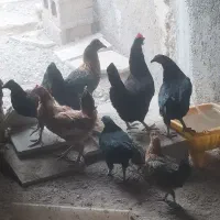 معامله مرغ با جوجه هاش با کبوتر در شهر خورموج|پرنده|خورموج, |دیوار