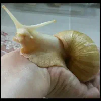 چهارده عدد حلزون مولد