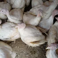 بوقلمون گوشتی اورگانیک