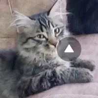 واگذاری رایگان دوبچه گربه همراه شرایط|گربه|نجف‌آباد, امیرآباد|دیوار