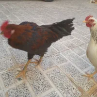 مرغ‌ و خروس‌خانگی‌خوشرنگ