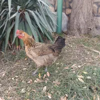 ۳ مرغ طاقچه و یک خروس|حیوانات مزرعه|طرقبه, |دیوار