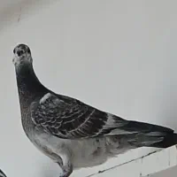 کبوتر