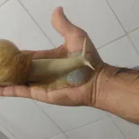 حلزون 100 تومن|خزنده|تهران, خلیج فارس|دیوار