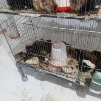 جوجه رسمی ۱۳۰ اردگ۱۵۰ جوجه۱۰روز