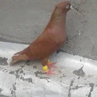 سرخ|پرنده|کارون, |دیوار