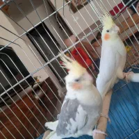 عروس هلندی نر وماده آماده تخم گذاشتن