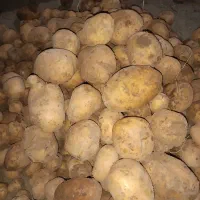 فروش سیب زمینی اگریا وجیلی درجه یک|عمدهفروشی|چاراویماق, |دیوار