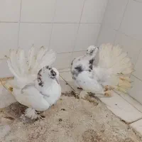 کبوتر دمچتری|پرنده|جویبار, |دیوار