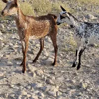 اهویی خال خالی