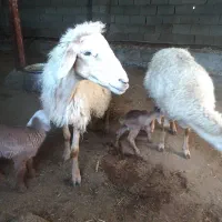 بره با کوسفند|حیوانات مزرعه|مشگین شهر, |دیوار