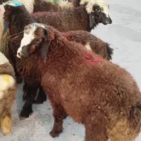 بره سبک