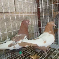 سینه نرو ماده