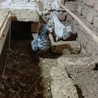 کفتر|پرنده|مینودشت, |دیوار