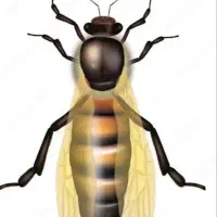ملکه زنبور عسل