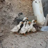 اردک|حیوانات مزرعه|کلاشی, |دیوار