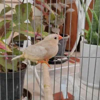 یک عدد ماده ایزابل اورنج و یک عدد نر کینگ اروپایی