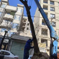 فروش درخت بزرگ و قطور به پیمان کاران و گل فروش ها