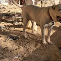 سگ سرابی و آلابای نژاد اصیل|سگ|شیراز, داریون|دیوار