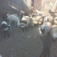 گوسفند فروشی|حیوانات مزرعه|خوسف, |دیوار