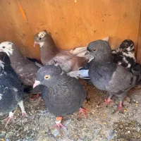 جوجه‌پرشی|پرنده|ساوه, |دیوار