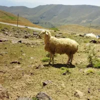 قوچ مغانی ۳ ساله