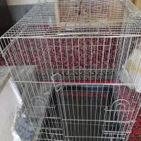 سه عددقفس عروس وطوطی برزیلی شماره داخل  عکس