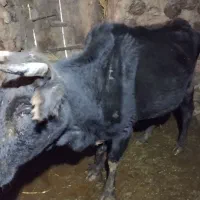 گاو فروشی قیمت مناسب