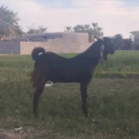 تروشت مالداری نسل ستایی هکل دار گلابی